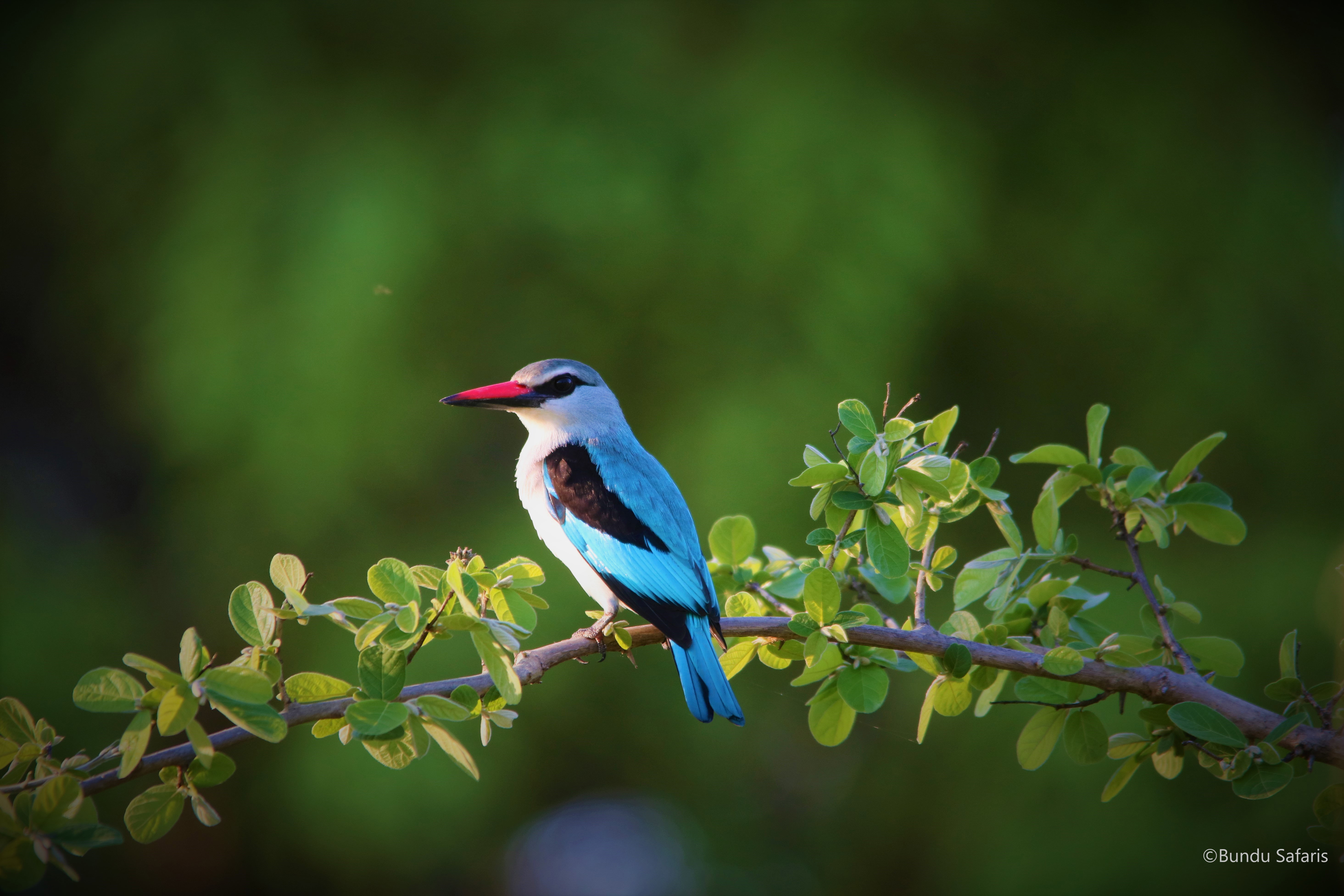 Birding Safaris Zambia