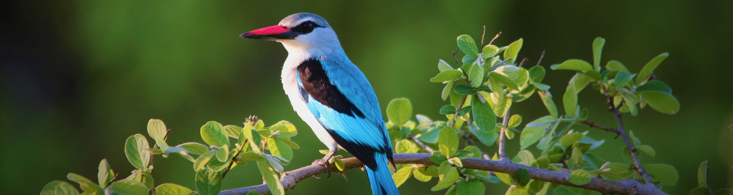 Birding Safaris Zambia