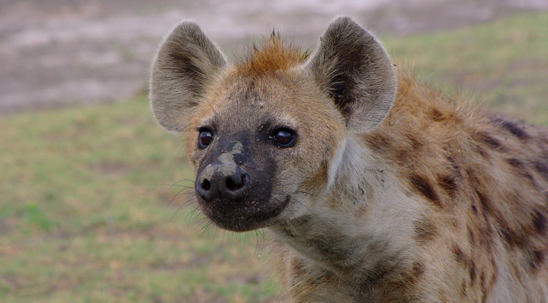 Günstige Safaris Sambia, Liuwa Plains 