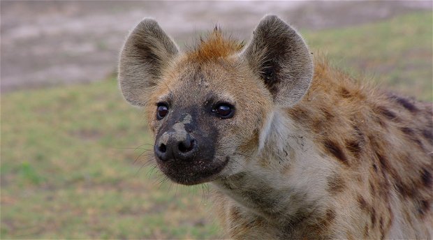 Günstige Safaris Sambia, Liuwa Plains 