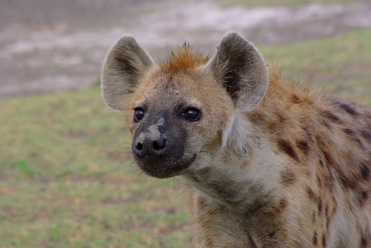 Günstige Safaris Sambia, Liuwa Plains 