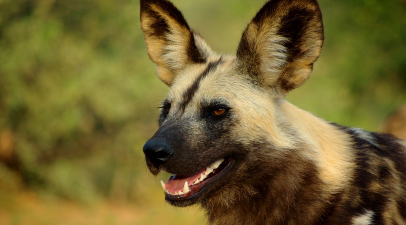 Hyänenhund, South Luangwa Zambia Safari Adventure Purists