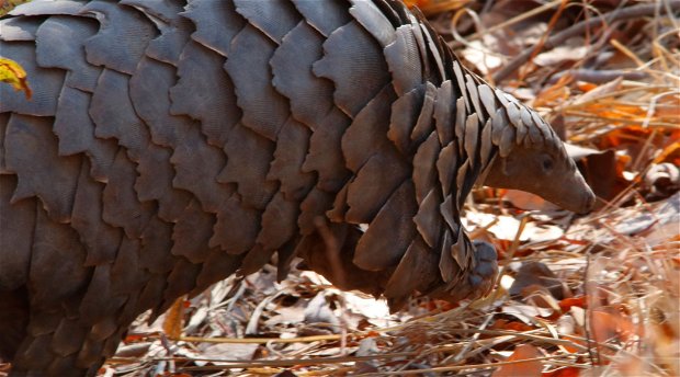 Schuppentier, Pangolin, Safaris in Sambia