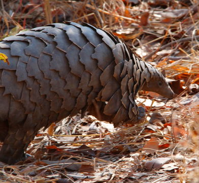 Schuppentier, Pangolin, Safaris in Sambia