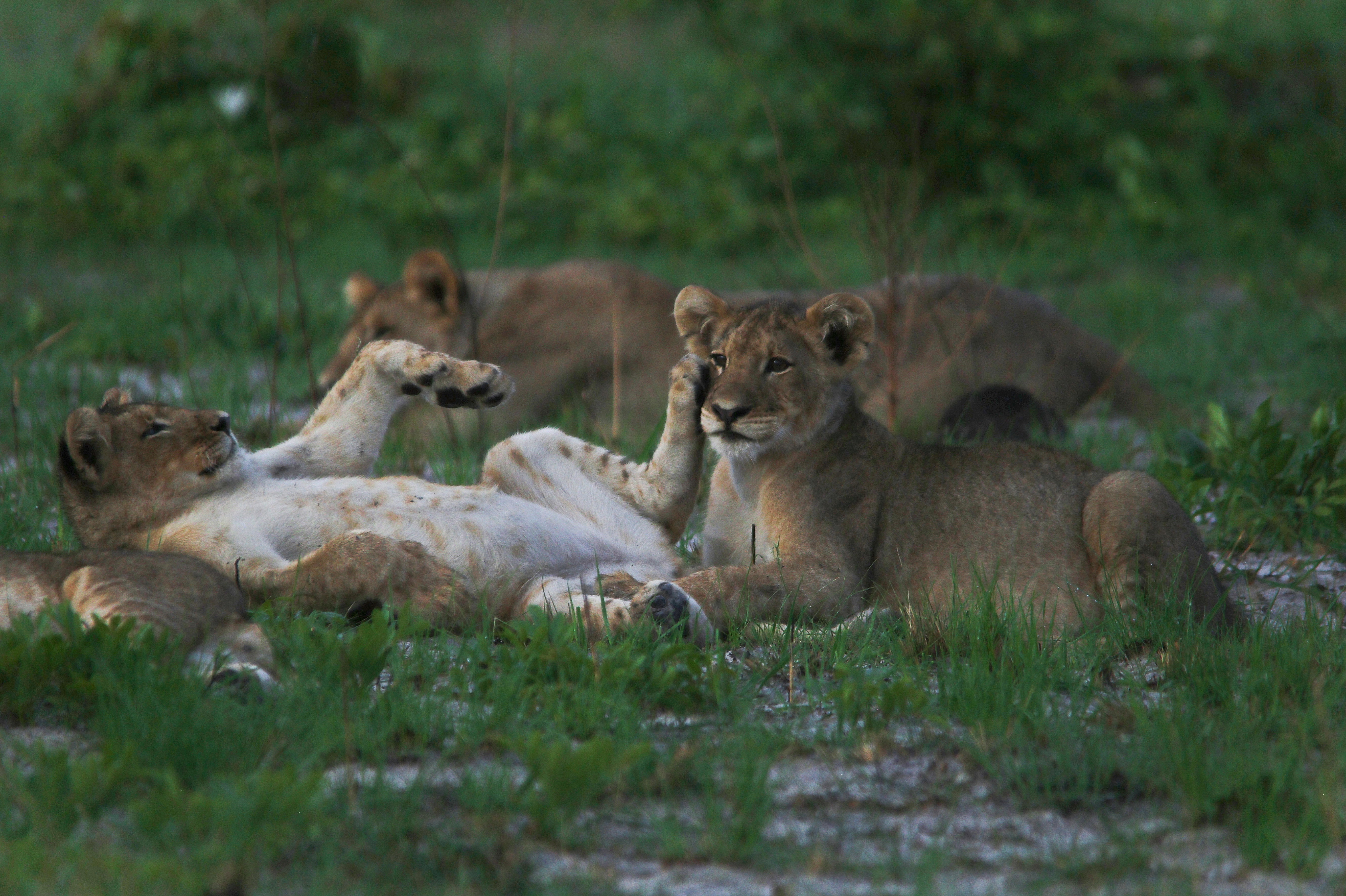 lion family Liuwa Plains
