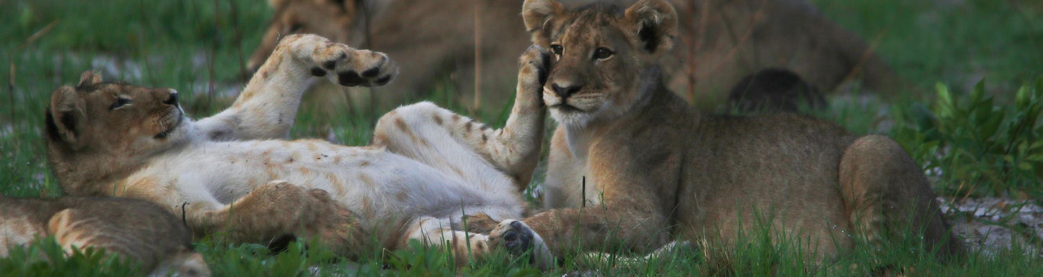 lion family Liuwa Plains