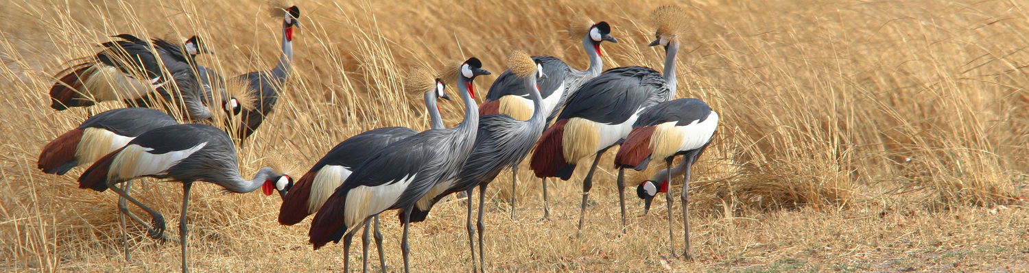 Crowned Crane South Luangwa 