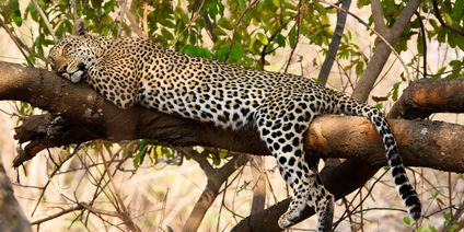 Langer Aufenthalt im Lower Zambezi und South Luangwa NP
