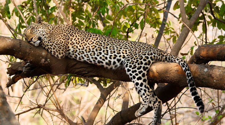 leopard luangwa valley