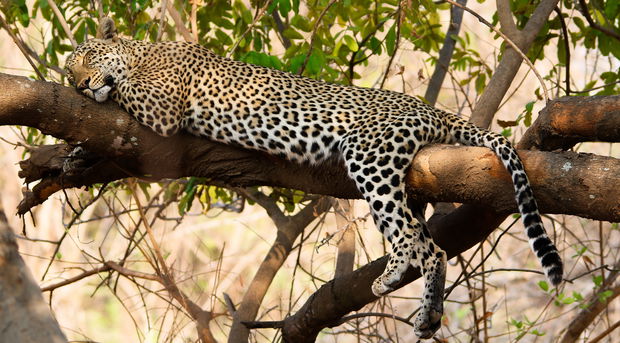 leopard luangwa valley