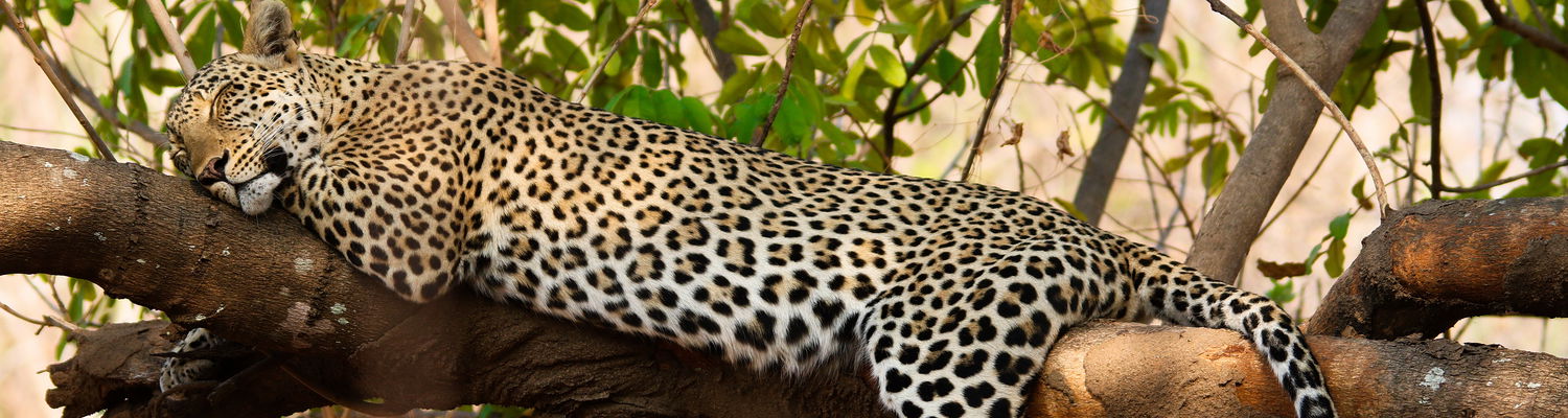 leopard luangwa valley