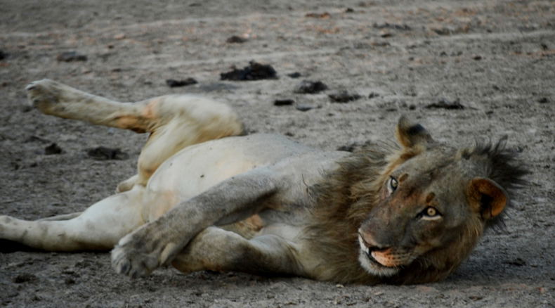 lion zambia special trip north luangwa