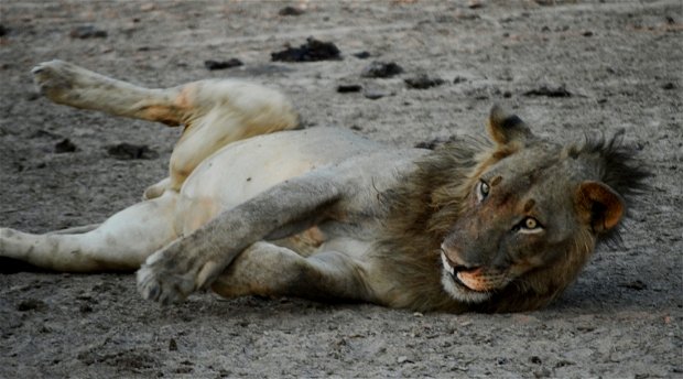 lion zambia special trip north luangwa