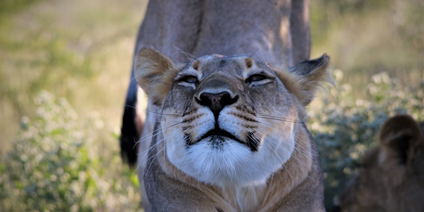 Safari zu den Sambesi und Luangwa Tälern