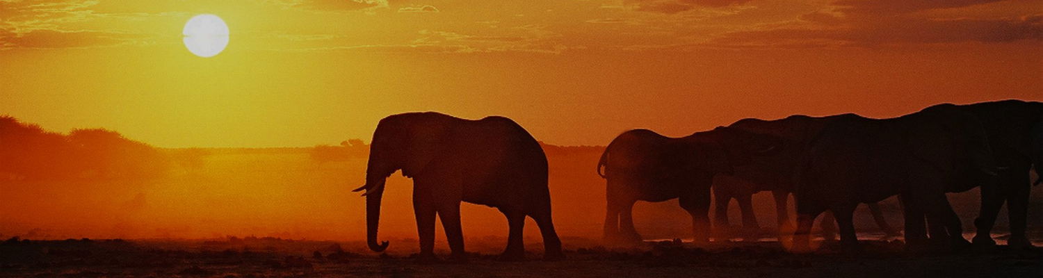 preiswerte safaris in Sambia