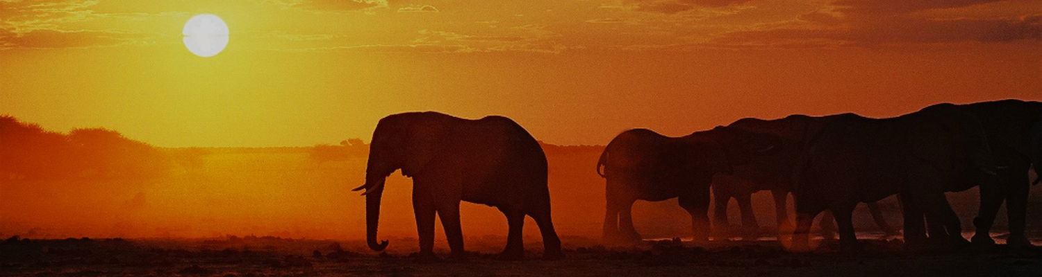 preiswerte safaris in Sambia