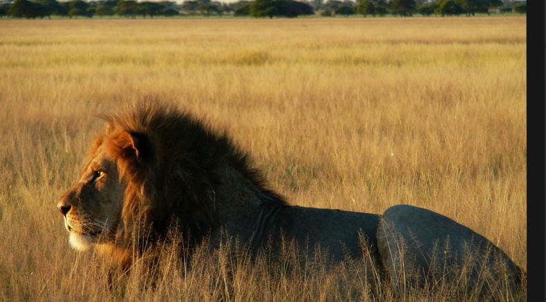 Safaris in Sambia vom Experten