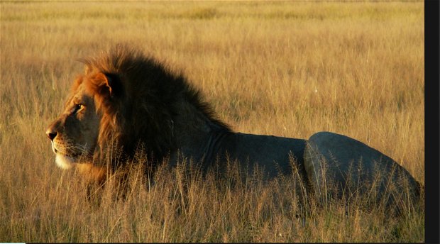 Safaris in Sambia vom Experten
