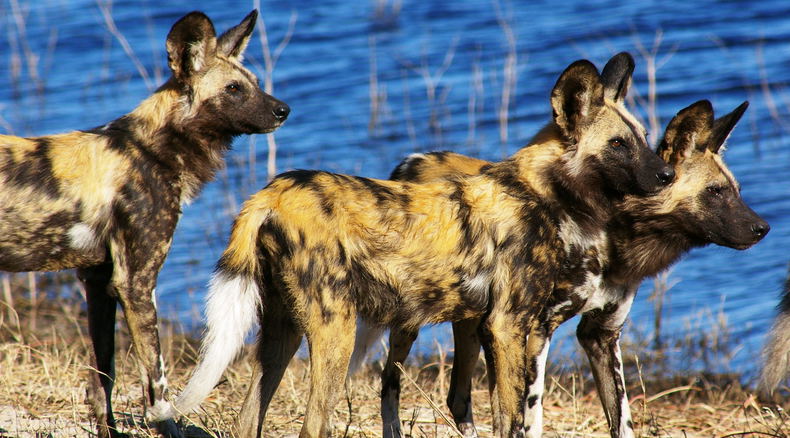 Hyänenhunde south luangwa Sambia Safari 