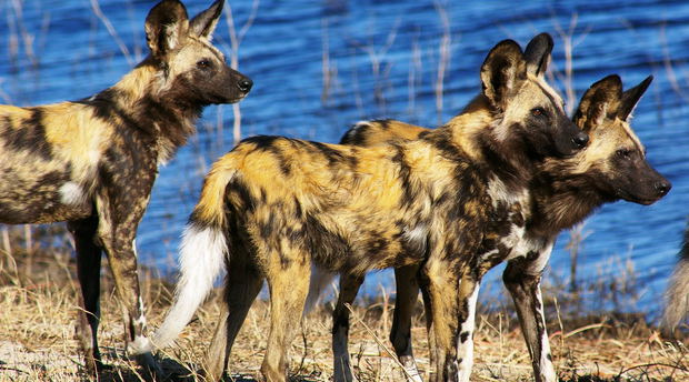 Hyänenhunde south luangwa Sambia Safari Hyänenhunde south luangwa Sambia Safari