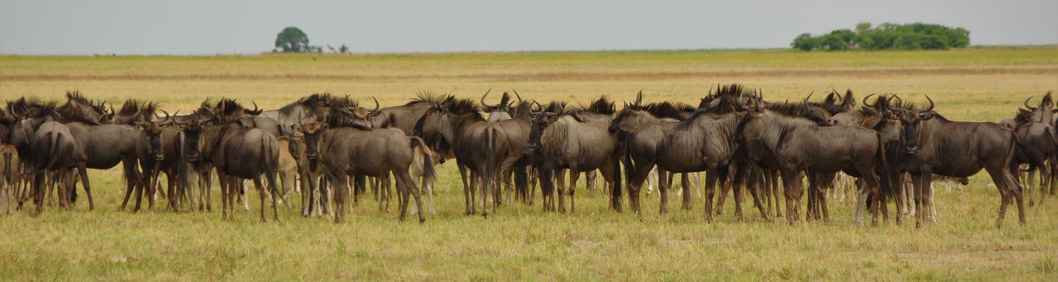 Wildebeest Migration Zambia 