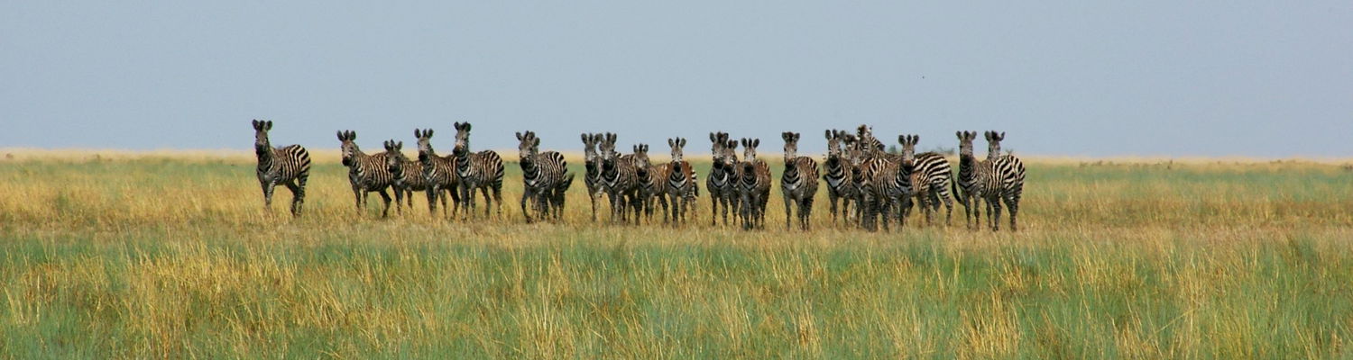 Liuwa National Park Zambia