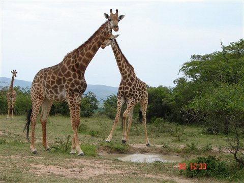 Girafee at Spionkop Nature Reserve