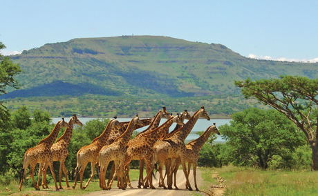Giraffes at Spionkop dam Giraffes at Spionkop dam