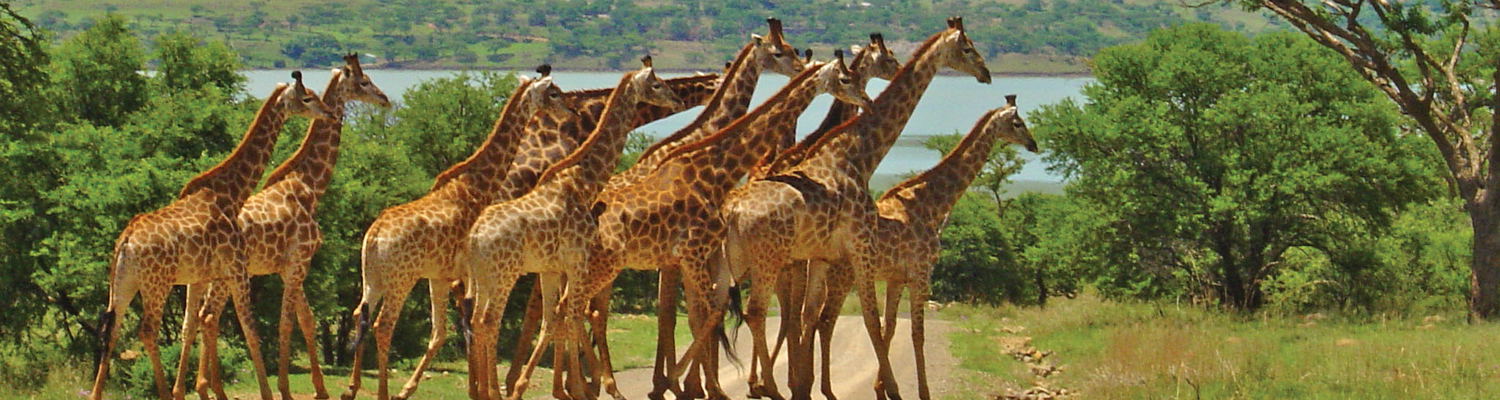 Giraffes at Spionkop dam