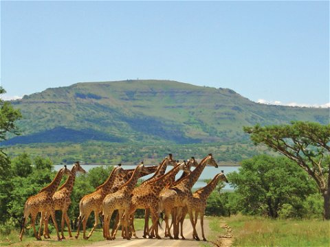 Giraffes at Spionkop dam