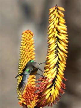 Malachite Sunbird 