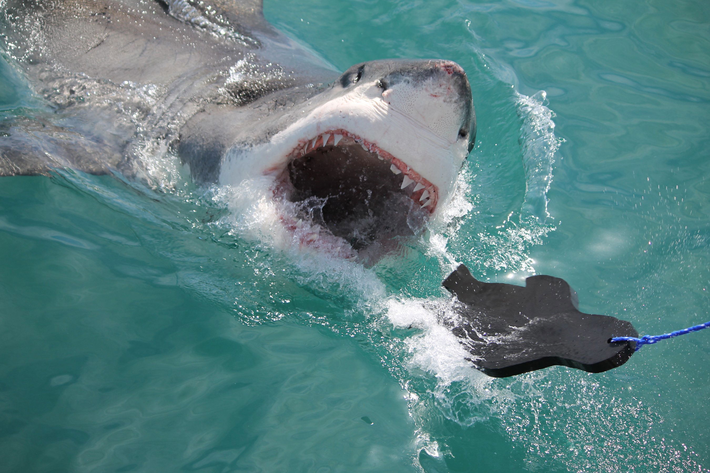 Shark Cage Diving image taken from the top deck on boat!