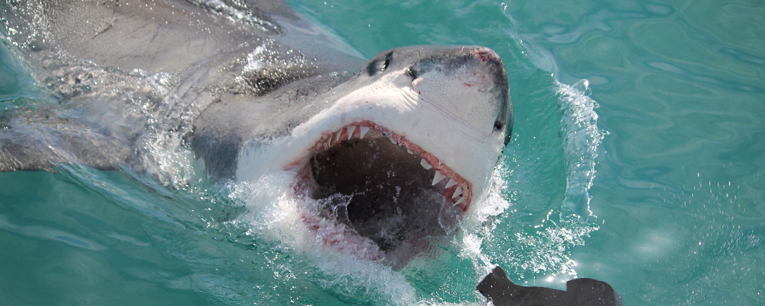 Shark Cage Diving image taken from the top deck on boat!