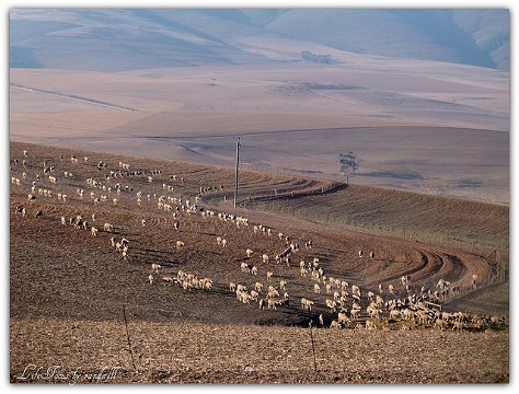 Sheep Farming around Riversdale