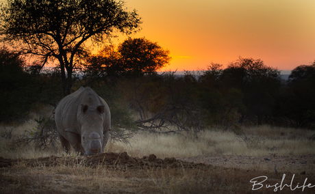 Balule Nature Reserve Karl van der Westhuizen bushlife photography 