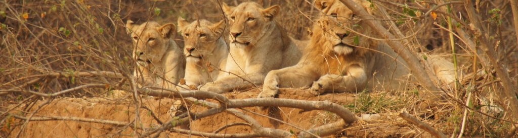Fantastischer Kurs in eine privaten Reserve am Krüger National Park