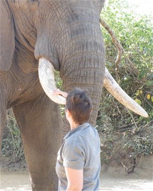 Elefanten - Begegnung