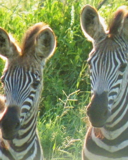 Krüger National Park