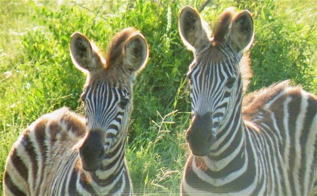 Zebras im Krüger Nationalpark