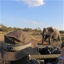 Wildlife Expert Safari Masodini Game Lodge, Balule Nature Reserve, Greater Kruger National Park