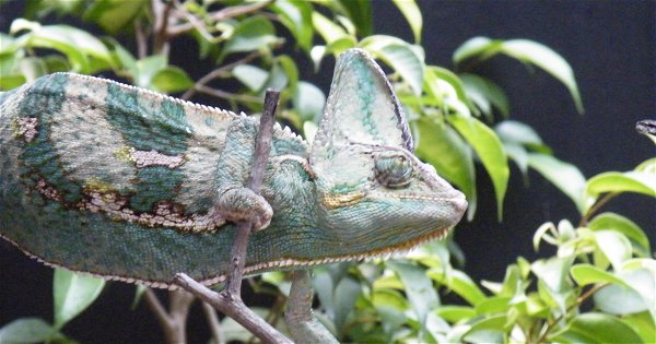 Kinyonga Reptile Centre Masodini Private Game Lodge