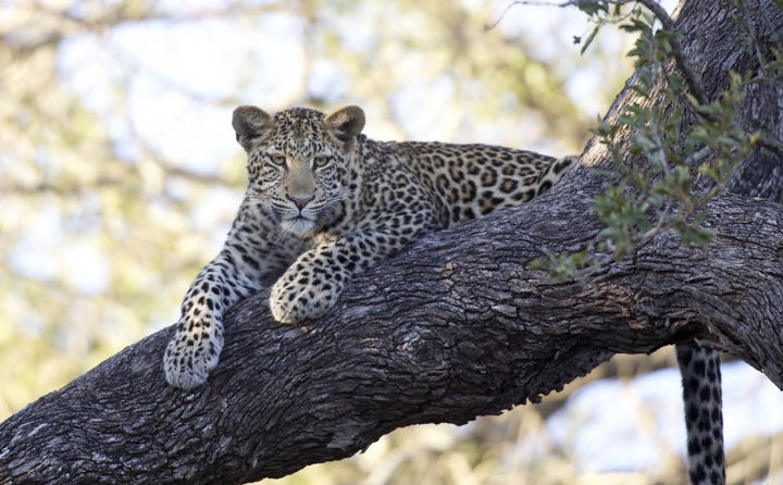 Discover the Mpumalanga Lowveld & Limpopo