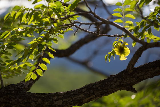 Kiaat Tree