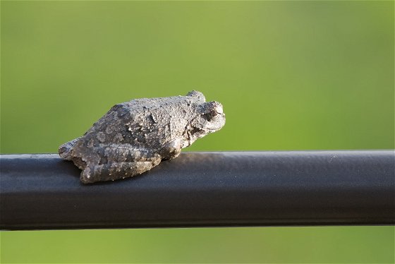Frog on Rail