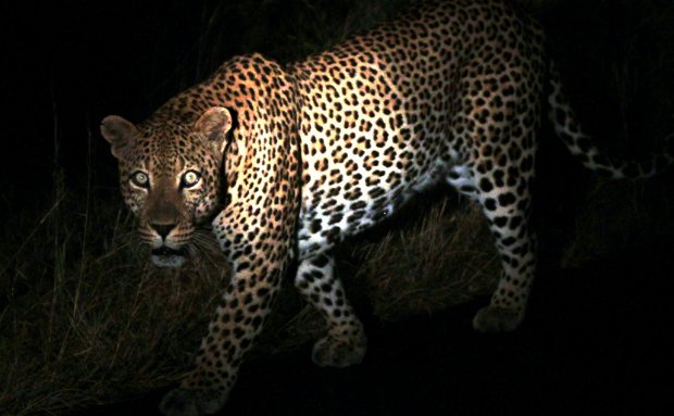 Leopard Leopard