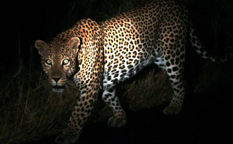 Leopard Leopard