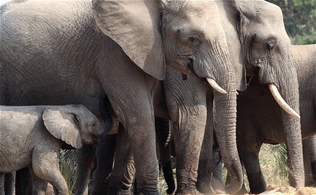 Elephant baby Elephant baby