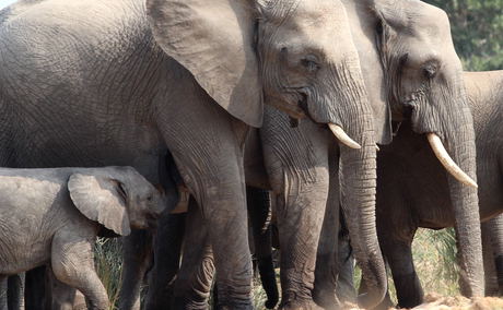 Elephant baby Elephant baby
