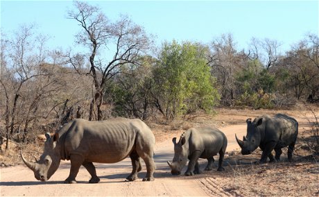 White Rhino