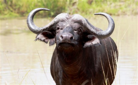 Buffalo eyes Buffalo eyes
